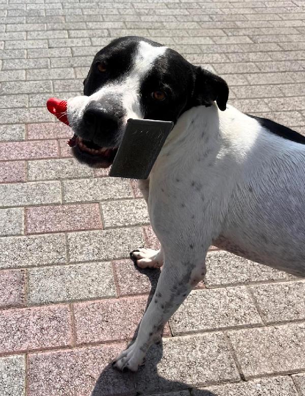 BLACK GENTILCANE Foto 7